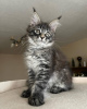 Foto №3. Mainecoon-Kätzchen zur kostenlosen Adoption. Deutschland