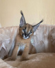 Zusätzliche Fotos: dostępne kocięta caracal i caracat, savannah f1 i serval