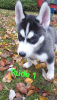 Foto №1. siberian husky - zum Verkauf in der Stadt Würzburg | 1000€ | Ankündigung № 79531