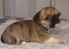 Zusätzliche Fotos: Chihuahua Red Sable Mini Boy