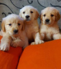 Foto №2 zu Ankündigung № 109160 zu verkaufen golden retriever - einkaufen Deutschland quotient 	ankündigung