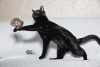 Zusätzliche Fotos: Zwei kohlschwarze Katzen Bagheera und Rusya suchen ein Zuhause