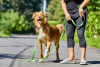 Foto №3. Der wunderschöne Hund Rom sucht eine Familie.. Russische Föderation