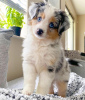 Foto №2 zu Ankündigung № 75572 zu verkaufen australian shepherd - einkaufen Großbritannien quotient 	ankündigung