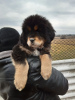 Foto №1. mischlingshund - zum Verkauf in der Stadt Zaporizhia | 700€ | Ankündigung № 9471
