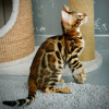 Foto №3. Mayson (U), reinrassiger bengalischer Kater. Italien