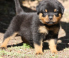 Foto №1. rottweiler - zum Verkauf in der Stadt Vienna | 250€ | Ankündigung № 117979