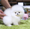 Foto №3. Reinrassige Pomeranian-Welpen zu verkaufen. USA