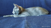 Zusätzliche Fotos: Ein Kätzchen der Rasse Russisch Blau ist auf der Suche nach seinen liebevollen