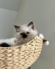 Foto №2 zu Ankündigung № 109687 zu verkaufen ragdoll-katze - einkaufen Deutschland züchter