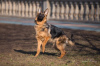 Foto №1. deutscher schäferhund - zum Verkauf in der Stadt Москва | 556€ | Ankündigung № 10448