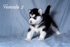 Foto №2 zu Ankündigung № 2482 zu verkaufen siberian husky - einkaufen Russische Föderation züchter