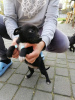 Foto №4. Ich werde verkaufen patterdale terrier in der Stadt Сулеювек. quotient 	ankündigung - preis - Frei