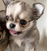 Foto №3. Adorable Chihuahua puppy for adoption. USA