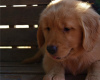 Foto №2 zu Ankündigung № 22346 zu verkaufen golden retriever - einkaufen USA quotient 	ankündigung