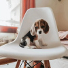 Foto №1. beagle - zum Verkauf in der Stadt Berlin | Frei | Ankündigung № 98692
