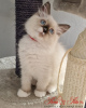 Foto №2 zu Ankündigung № 68853 zu verkaufen sibirische katze - einkaufen Polen züchter