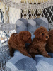 Zusätzliche Fotos: Red miniature poodle puppies