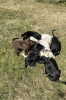 Zusätzliche Fotos: Reinrassige Labrador Welpen