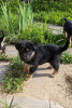 Foto №2 zu Ankündigung № 102260 zu verkaufen mischlingshund - einkaufen Russische Föderation quotient 	ankündigung