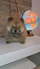 Foto №2 zu Ankündigung № 127540 zu verkaufen chow-chow - einkaufen Serbien züchter