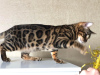 Zusätzliche Fotos: Bengalkatze zur Zucht