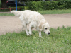 Foto №3. Golden Retriever-Welpen. Russische Föderation