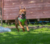 Zusätzliche Fotos: Der freundlichste, sonnige Pitbull Iskander sucht ein Zuhause!