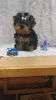 Foto №1. mischlingshund - zum Verkauf in der Stadt Krementschug | 310€ | Ankündigung № 12628