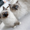 Foto №2 zu Ankündigung № 117826 zu verkaufen ragdoll-katze - einkaufen USA 