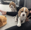 Zusätzliche Fotos: Wunderschöne englische Beagle-Welpen zu verkaufen