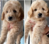 Foto №3. Zwei Jungen und zwei Mädchen VERLASSEN HAUSGEZUCHTE MINIATURGoldendoodles F1B. USA