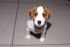 Foto №1. jack russell terrier - zum Verkauf in der Stadt Ekaterinburg | 301€ | Ankündigung № 6303