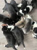 Foto №2 zu Ankündigung № 96597 zu verkaufen mischlingshund - einkaufen Deutschland quotient 	ankündigung