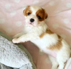 Foto №3. Schöne Gesundheit Cavalier Puppies Business WhatsApp 37062044902. Ungarn