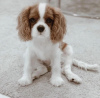 Foto №1. cavalier king charles spaniel - zum Verkauf in der Stadt Brno | verhandelt | Ankündigung № 57877