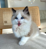 Foto №2 zu Ankündigung № 105105 zu verkaufen ragdoll-katze - einkaufen USA quotient 	ankündigung