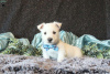 Zusätzliche Fotos: Wunderschöne West Highland Terrier Welpen