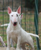 Foto №1. bullterrier - zum Verkauf in der Stadt Belgrad | 300€ | Ankündigung № 119655