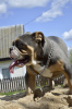 Foto №3. Englische Bulldoggenwelpen. Weißrussland