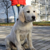 Foto №2 zu Ankündigung № 84074 zu verkaufen labrador retriever - einkaufen Ukraine züchter