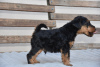 Foto №3. Welsh-Terrier-Welpen. Serbien