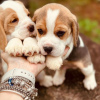 Foto №3. Zwei wunderschöne Beagle-Welpen zu verkaufen. Deutschland