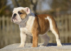 Foto №1. englische bulldogge - zum Verkauf in der Stadt Tallinn | 1700€ | Ankündigung № 40029