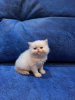 Zusätzliche Fotos: Verkaufe persische Kätzchen vom Typ Extreme Farbe Cream Point. 3 Jungen und 1
