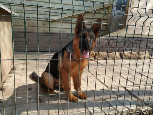 Foto №4. Ich werde verkaufen deutscher schäferhund in der Stadt Moskau. quotient 	ankündigung, züchter - preis - 438€