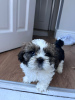 Foto №2 zu Ankündigung № 54467 zu verkaufen shih tzu - einkaufen Großbritannien quotient 	ankündigung