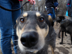 Foto №2 zu Ankündigung № 5971 zu verkaufen mischlingshund - einkaufen Russische Föderation aus dem tierheim