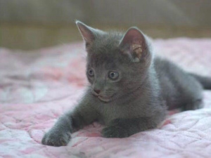 Foto №3. Kätzchen Russische blaue Katzen wurden vor 2 Monaten geboren. Manuell und. Russische Föderation