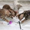 Foto №3. Ab sofort sind reinrassige Bengalkatzen-Kätzchen für ein liebevolles Zuhause. Deutschland